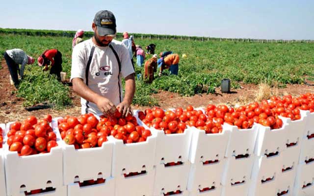 المغرب يتفوق على إسبانيا في تصدير الطماطم إلى بريطانيا