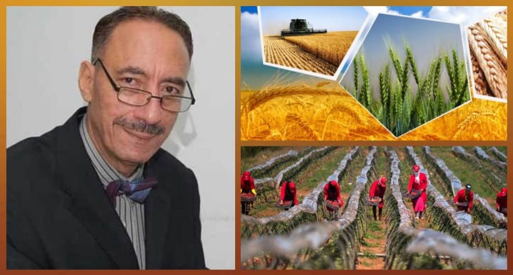 المغرب ظل "يُطْعِمْ" السوق الأوربية بالبواكير والحوامض على حساب زراعة القمح
