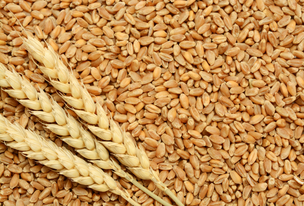 مجلة "أتاليار":  مشكلة القمح التي سيتعين على المغرب مواجهتها