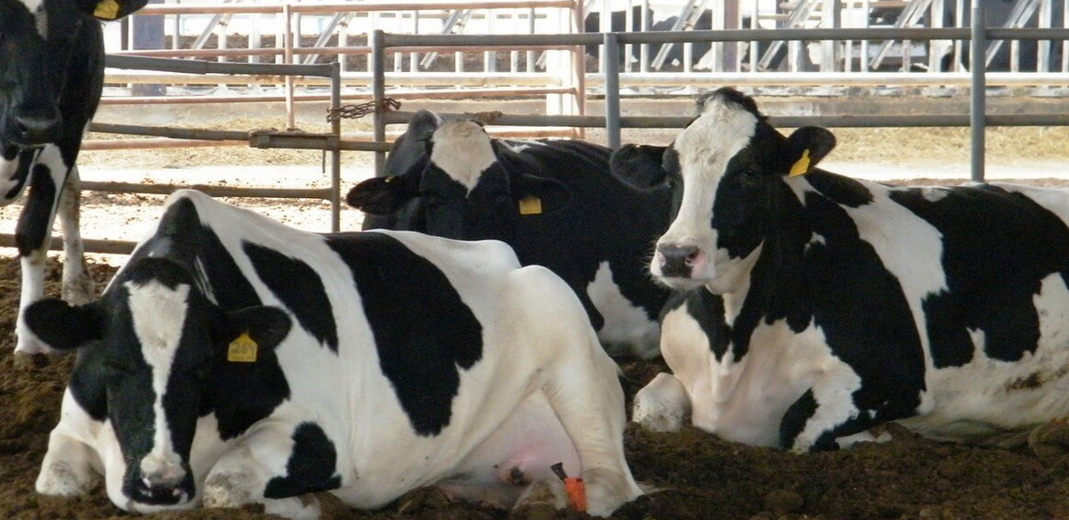 من سيتحمل مسؤولية تبعات تهريب الجمع العام للجمعية الوطنية لمربي الأبقار إلى وجدة؟