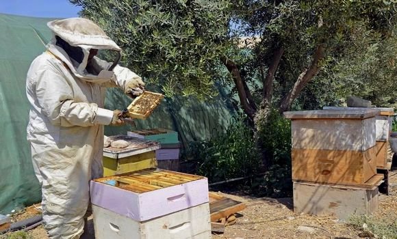 قطاع النحل.."حرب" بين التنسيقية والفيدرالية يصل صداها لمختلف المسؤولين