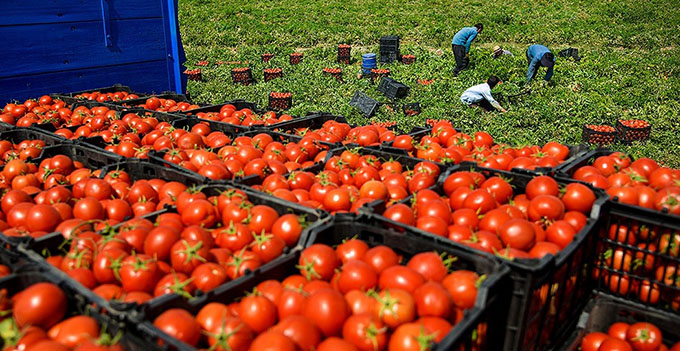 ارتفاع واردات إسبانيا من الطماطم المغربية بنسبة 348٪