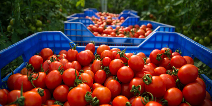 الحكومة تعلن انخفاض أسعار الطماطم إلى 4 دراهم للكلغ الواحد