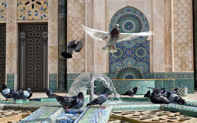 الدار البيضاء..الإستعانة بـ"صقور الشاهين" للقضاء على الحمام بمسجد الحسن الثاني