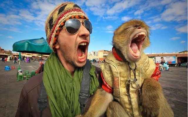 سلطات مراكش: جدري القرود.. هذا هو الوضع الصحي لقردة  " ساحة جامع لفنا "