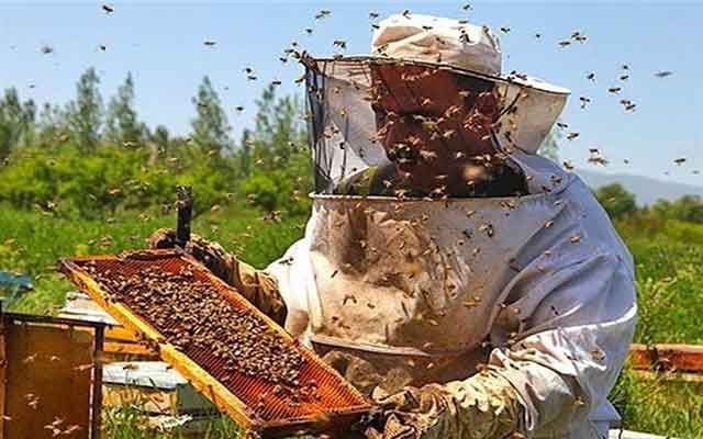 "خير البلاد" يسلط الضوء على مجال تربية النحل