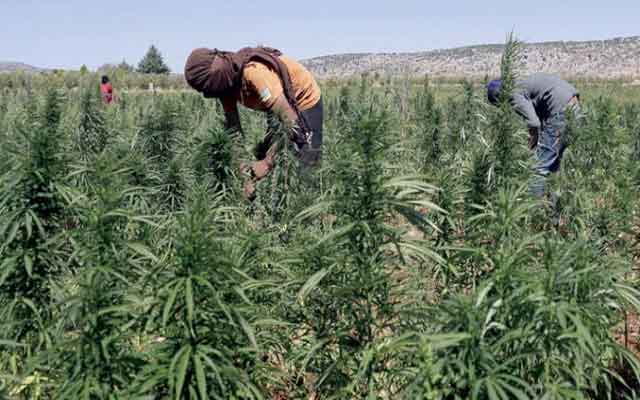 المغرب يشرع في تنزيل قانون تقنين زراعة واستعمال القنب الهندي