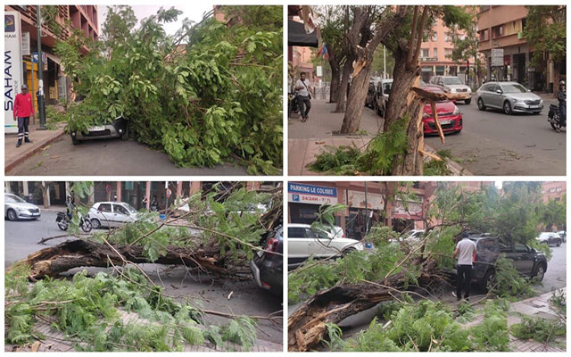 مراكش..  بسبب الرياح القوية الأشجار تسقط تباعا على رؤوس المواطنين