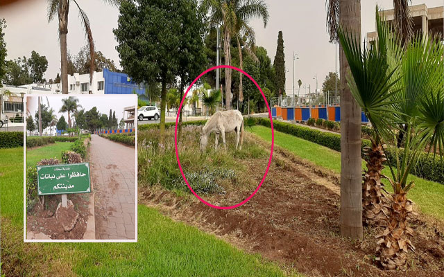 سطات: حكاية "بغل أبيض" مع لوحة حديقة... حافظوا على نباتات مدينتكم!
