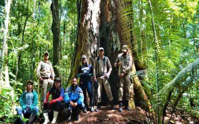 علماء يصلون إلى أطول شجرة في غابة الأمازون