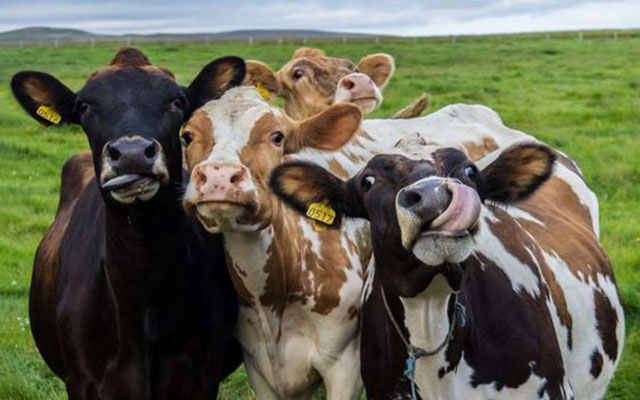 الحكومة توقف رسوم استيراد الأبقار الأليفة لهذا السبب