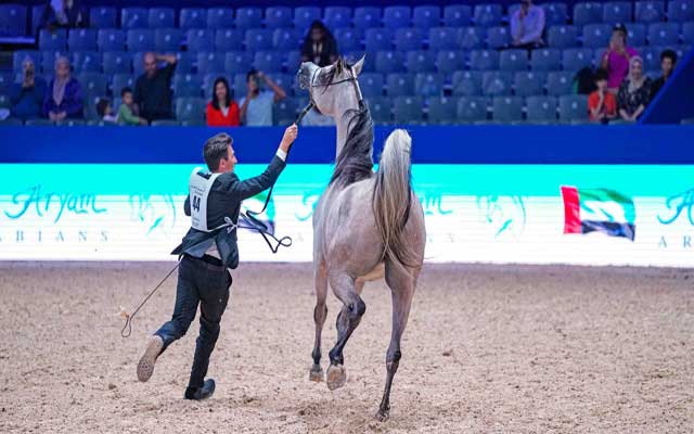 الفارس قاسم فاضول يفوز بجازة الملك محمد السادس الدولية للخيول الإنجليزية الأصيلة