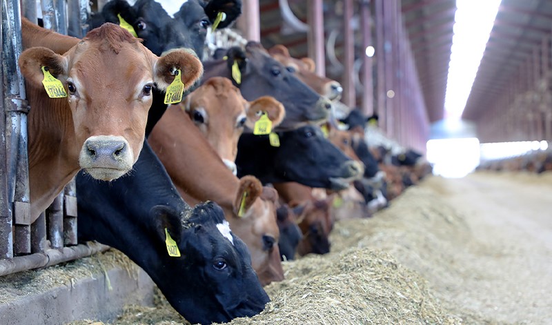 تجار اللحوم بالجملة والتقسيط: استيراد الأبقار للذبح ليس هدفه المضاربة