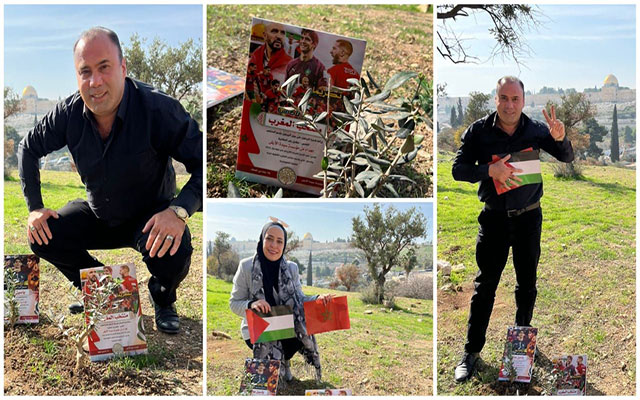 في القدس: سيدة الأرض تغرس شجر الزيتون احتفاء بالأسود وحارس عرينها ياسين بونو(مع فيديو) 