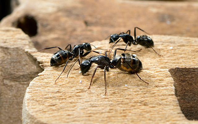 قدرات مذهلة.. اكتشاف السرطان بواسطة النمل