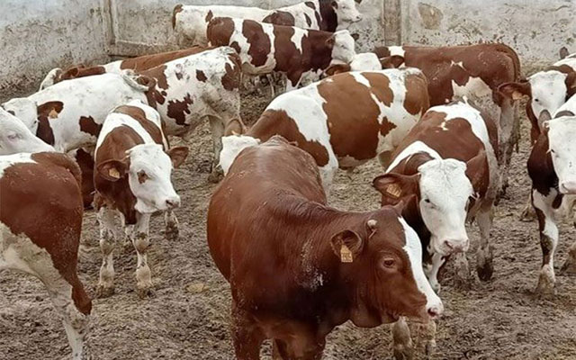 بني ملال تحصل على الدفعة الأولى من الأبقار المستوردة الموجهة للذبح من أمريكا اللاتينية