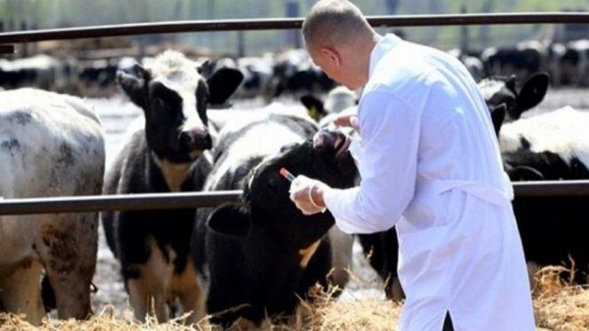 تقنيو تربية المواشي يستنكرون" تكوينات" التلقيح الاصطناعي للأبقار من طرف الفدراليات