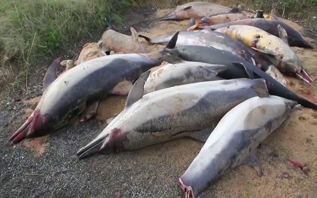 أكثر من 900 دلفين جنحت شتاء على شواطئ المحيط الأطلسي الفرنسية