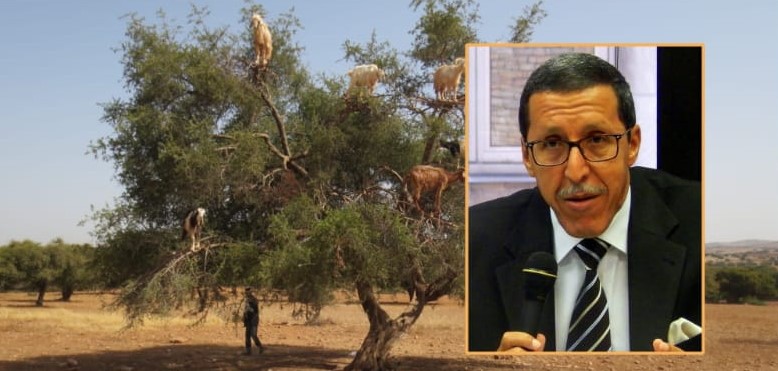 هلال: زراعة شجرة الأركان.. انعكاس للسياسة الملكية لخدمة الأمن الغذائي في المغرب وإفريقيا