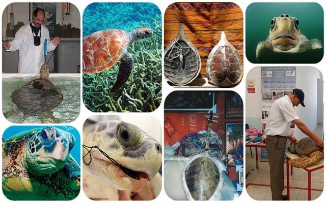 انخفاض عدد السلاحف البحرية، يؤثر سلبا على النظم البيئية للمحيطات