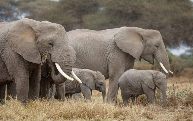 منظمة عالمية تطلق حملة من أجل حماية الفيلة من الانقراض