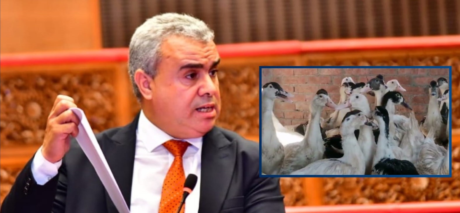 البرلماني السطي: البط المولار يشكل خطرا على الطيور الداجنة بالمغرب