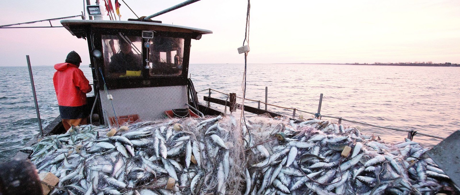 من المسؤول عن ارتكاب جرائم الإبادة الجماعية للثروة السمكية؟