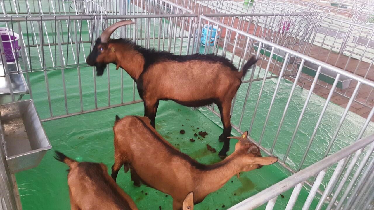 شفشاون تحتضن المعرض الجهوي للماعز