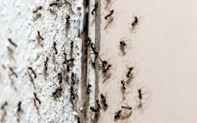 صدمة علمية: "التباعد الاجتماعي" ليس اختراعاً بشرياً.. النمل يطبقه عبر الهندسة المعمارية!